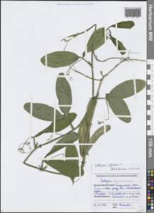 Чина лесная L., Кавказ, Черноморское побережье (от Новороссийска до Адлера) (K3) (Россия)