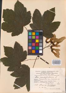 Клен ложноплатановый L., Восточная Европа, Западно-Украинский район (E13) (Украина)