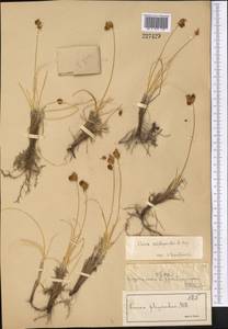 Carex subphysodes Popov ex V.I.Krecz., Средняя Азия и Казахстан, Сырдарьинские пустыни и Кызылкумы (M7) (Казахстан)