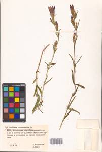 Горечавка легочная L., Восточная Европа, Белоруссия (E3a) (Белоруссия)