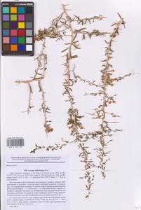 Дереза русская Murray, Восточная Европа, Нижневолжский район (E9) (Россия)