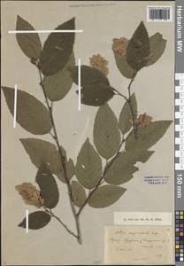 Хмелеграб обыкновенный Scop., Кавказ, Грузия (K4) (Грузия)