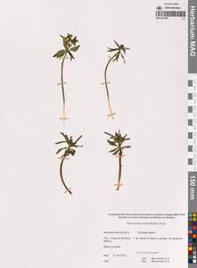 Лютик однолистный Ovcz., Сибирь, Чукотка и Камчатка (S7) (Россия)