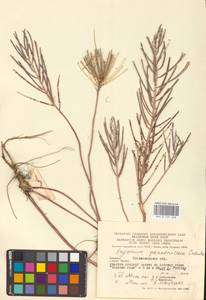 Желтушник душистый Ehrh., Восточная Европа, Западно-Украинский район (E13) (Украина)