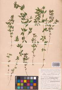 Лядвенец узкий L., Восточная Европа, Нижневолжский район (E9) (Россия)