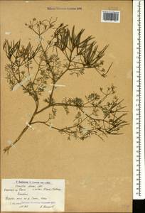 Скандикс грузинский M.Bieb., Кавказ, Армения (K5) (Армения)