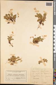 Фиалка скальная F.W.Schmidt, Средняя Азия и Казахстан, Северный и Центральный Тянь-Шань (M4) (Киргизия)