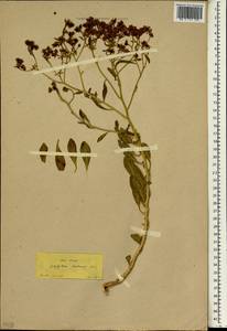 Haplophyllum buxbaumii (Poir.) G. Don, Зарубежная Азия (ASIA) (Турция)