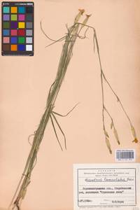 Dianthus monadelphus subsp. pallens (Sm.) Greuter & Burdet, Восточная Европа, Северо-Украинский район (E11) (Украина)