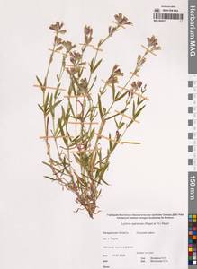 Смолевка аянская (Regel & Tiling) Vorosch., Сибирь, Чукотка и Камчатка (S7) (Россия)