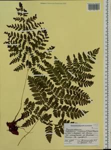 Dryopteris dilatata subsp. dilatata, Сибирь, Дальний Восток (S6) (Россия)