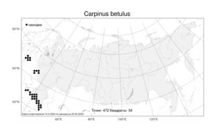 Carpinus betulus, Граб обыкновенный, Граб кавказский L., Атлас флоры России (FLORUS) (Россия)