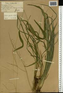Lolium giganteum (L.) Darbysh., Восточная Европа, Нижневолжский район (E9) (Россия)