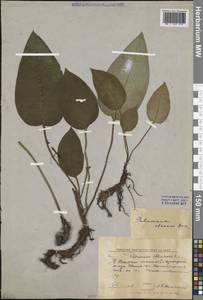 Медуница неясная, Медуница темная Dumort., Восточная Европа, Центральный лесной район (E5) (Россия)