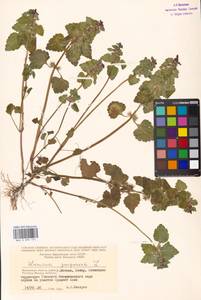 Яснотка пурпурная, Яснотка пурпуровая L., Восточная Европа, Московская область и Москва (E4a) (Россия)