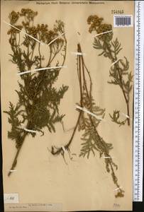 Пижма обыкновенная, Дикая рябинка L., Средняя Азия и Казахстан, Муюнкумы, Прибалхашье и Бетпак-Дала (M9) (Казахстан)