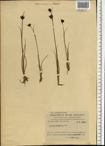 Ситник каштановый Sm., Восточная Европа, Западно-Украинский район (E13) (Украина)