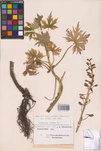 Живокость высокая L., Восточная Европа, Восточный район (E10) (Россия)