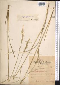 Neotrinia splendens (Trin.) M.Nobis, P.D.Gudkova & A.Nowak, Средняя Азия и Казахстан, Северный и Центральный Казахстан (M10) (Казахстан)