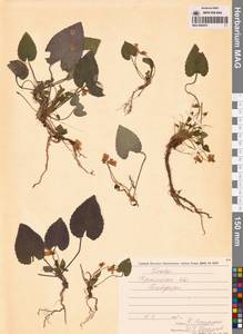 Фиалка, Крым (KRYM) (Россия)