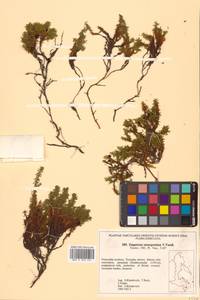 Empetrum nigrum subsp. stenopetalum (V.N.Vassil.) Nedol., Сибирь, Дальний Восток (S6) (Россия)