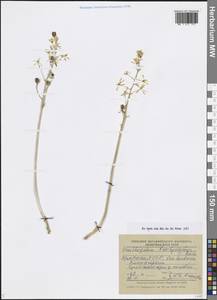 Ornithogalum narbonense L., Кавказ, Армения (K5) (Армения)