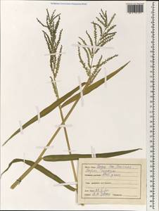 Poaceae, Зарубежная Азия (ASIA) (Индия)