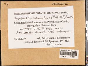 Bryobuckia arbusculans (Müll. Hal.) Enroth, Гербарий мохообразных, Мхи - Америка (BAm) (Чили)