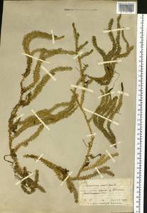 Spinulum annotinum subsp. annotinum, Сибирь, Чукотка и Камчатка (S7) (Россия)