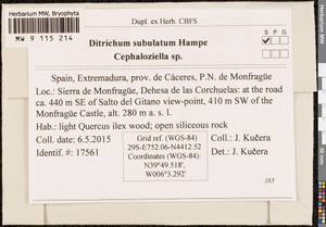 Ditrichum subulatum Hobk. & Bosw., Гербарий мохообразных, Мхи - Западная Европа (BEu) (Испания)