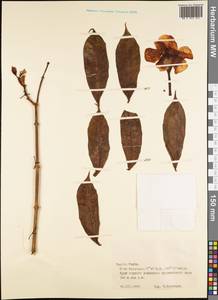 Magnoliopsida, Австралия и Океания (AUSTR) (Французская Полинезия)