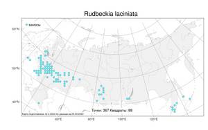 Rudbeckia laciniata, Рудбекия рассеченная, Золотые шары L., Атлас флоры России (FLORUS) (Россия)