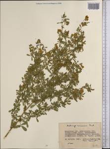 Medicago falcata subsp. falcata, Средняя Азия и Казахстан, Северный и Центральный Казахстан (M10) (Казахстан)