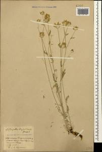 Astragalus hajastanus Grossh., Кавказ, Армения (K5) (Армения)