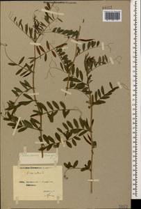 Горошек посевной, Вика L., Кавказ, Грузия (K4) (Грузия)