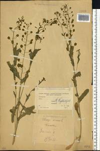 Ярутка полевая L., Восточная Европа, Московская область и Москва (E4a) (Россия)