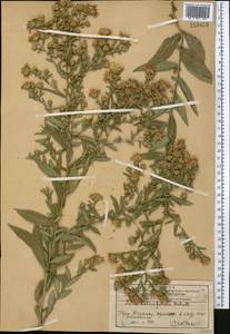 Symphyotrichum ×salignum (Willd.) G. L. Nesom, Средняя Азия и Казахстан, Западный Тянь-Шань и Каратау (M3) (Казахстан)