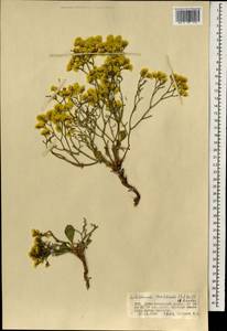 Кермек золотистый (L.) Chaz., Монголия (MONG) (Монголия)
