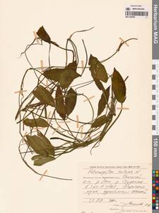 Рдест плавающий L., Сибирь, Чукотка и Камчатка (S7) (Россия)