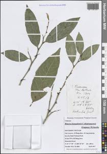 Rinorea bengalensis (Wall.) Kuntze, Зарубежная Азия (ASIA) (Вьетнам)