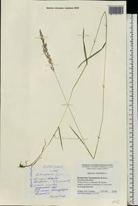 Полевица побегоносная L., Восточная Европа, Белоруссия (E3a) (Белоруссия)