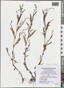 Горец перечный, Водяной перец (L.) Spach, Восточная Европа, Северо-Западный район (E2) (Россия)