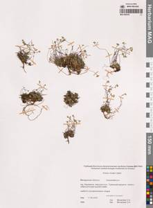 Крупка снежная Lilj., Сибирь, Чукотка и Камчатка (S7) (Россия)