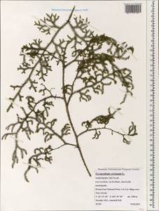 Palhinhaea cernua (L.) Vasc. & Franco, Зарубежная Азия (ASIA) (Вьетнам)