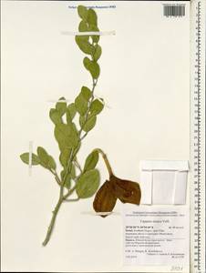 Capparis spinosa var. aegyptia (Lam.) Boiss., Зарубежная Азия (ASIA) (Израиль)