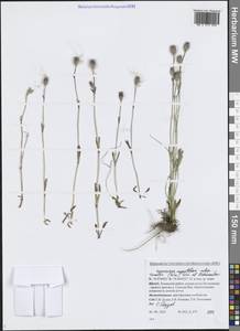 Silene involucrata subsp. tenella (Tolm.) Bocquet, Сибирь, Западная Сибирь (S1) (Россия)