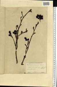 Ольха серая (L.) Moench, Восточная Европа, Московская область и Москва (E4a) (Россия)