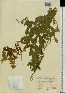 Чина японская Willd., Восточная Европа, Литва (E2a) (Литва)