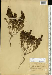 Pyankovia brachiata (Pall.) Akhani & Roalson, Восточная Европа, Нижневолжский район (E9) (Россия)