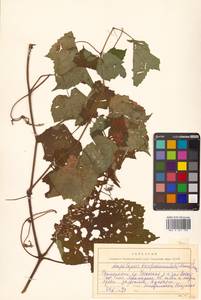 Ampelopsis glandulosa var. brevipedunculata (Maxim.) Momiy., Сибирь, Дальний Восток (S6) (Россия)